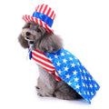 Dog Halloween costume with funny costumes